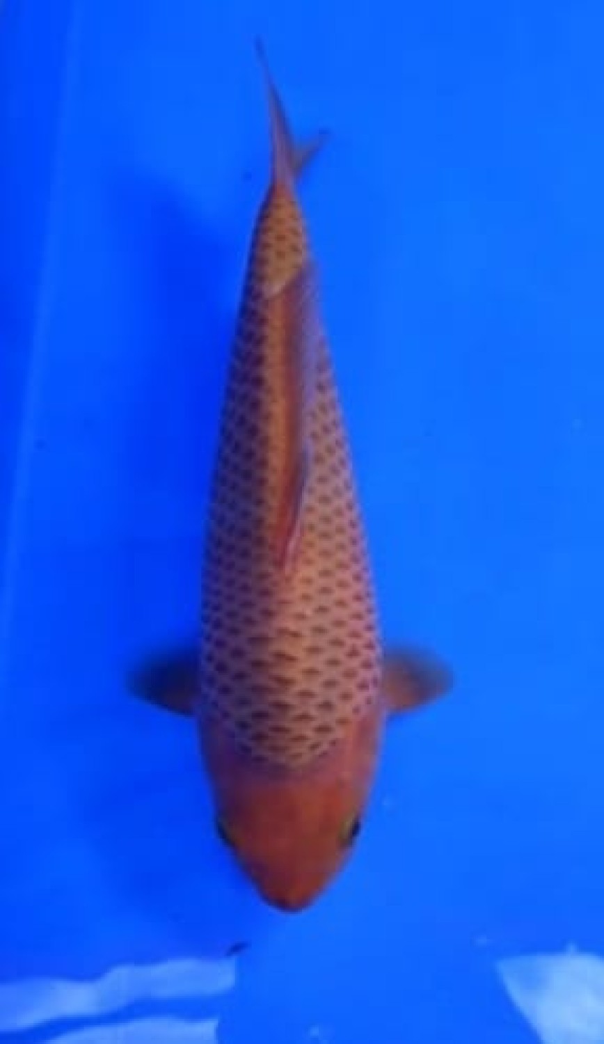 Juara 2