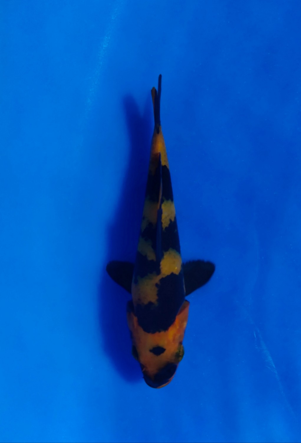 Best In Size D 13 - 15 cm
