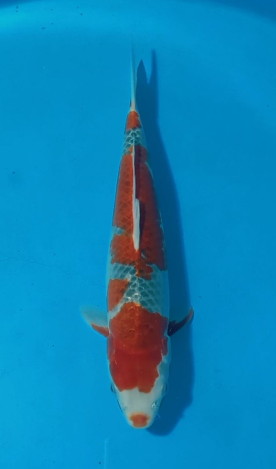 Juara 1
