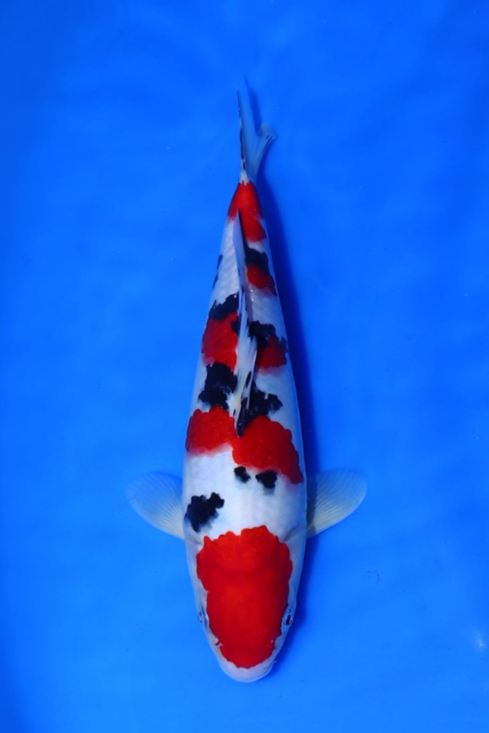 Juara 1
