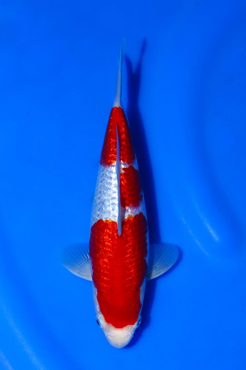 Juara 1