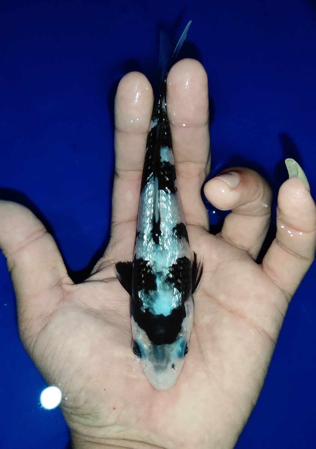 Juara 1