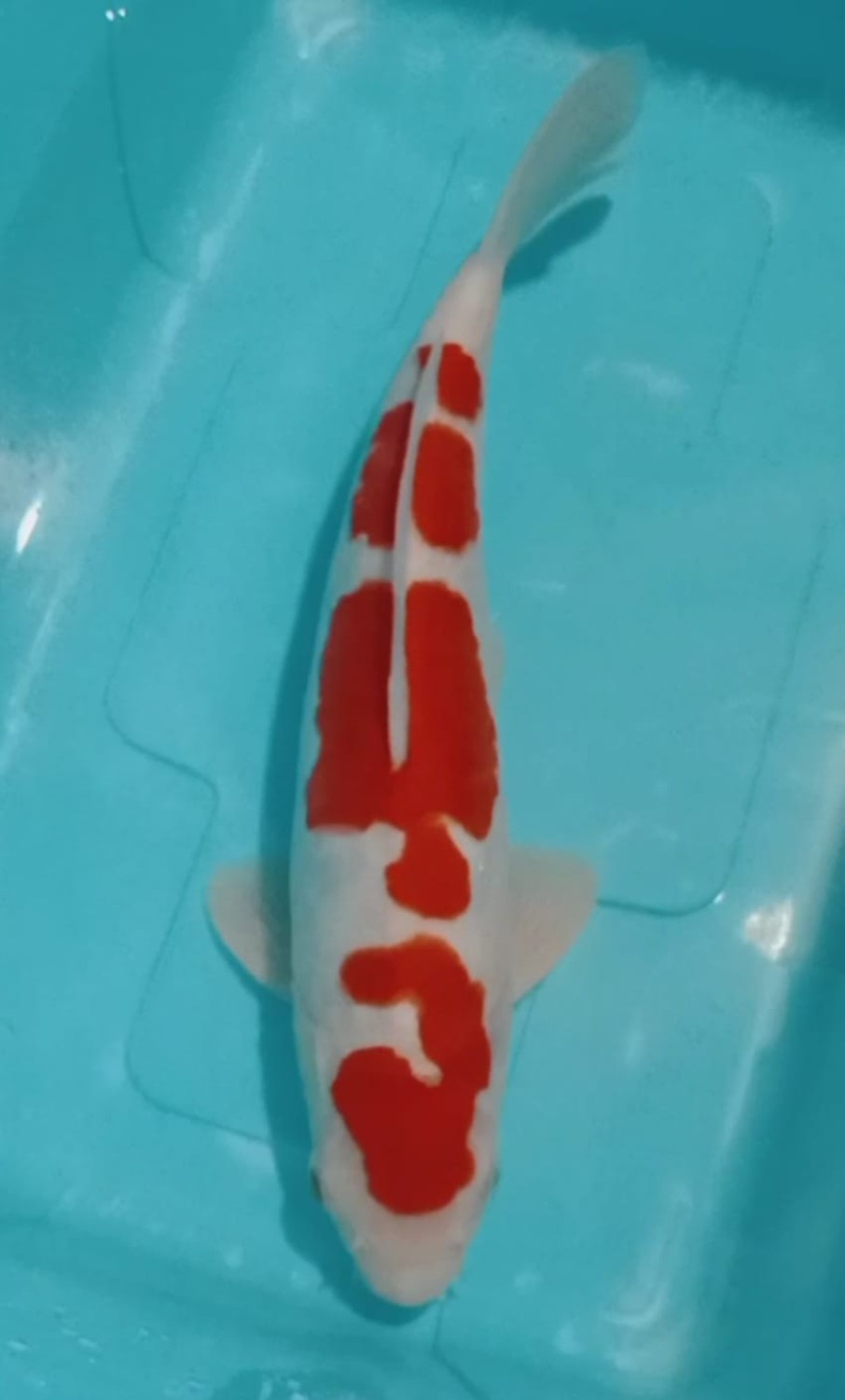Juara 2