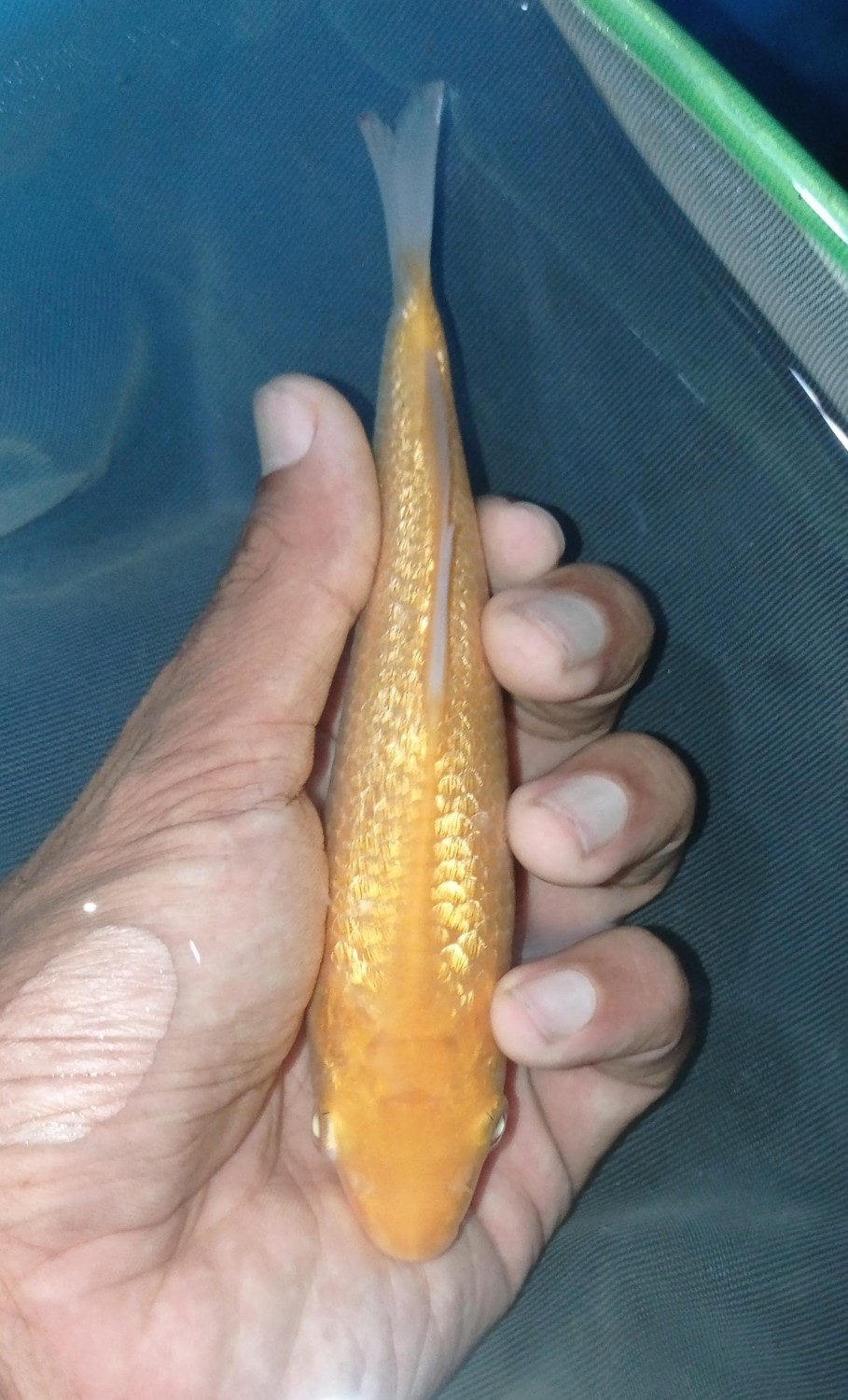 Juara 2