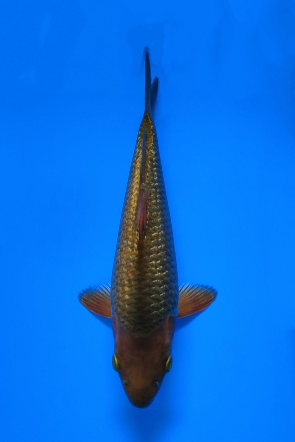Juara 1