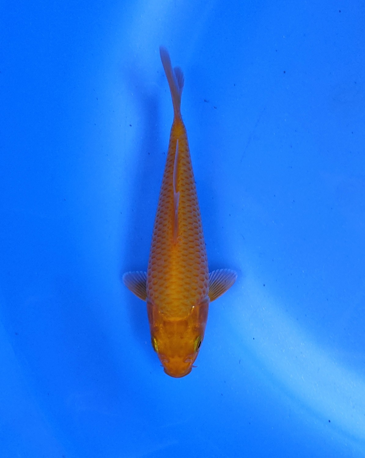 Best In Size E 01 - 12 cm