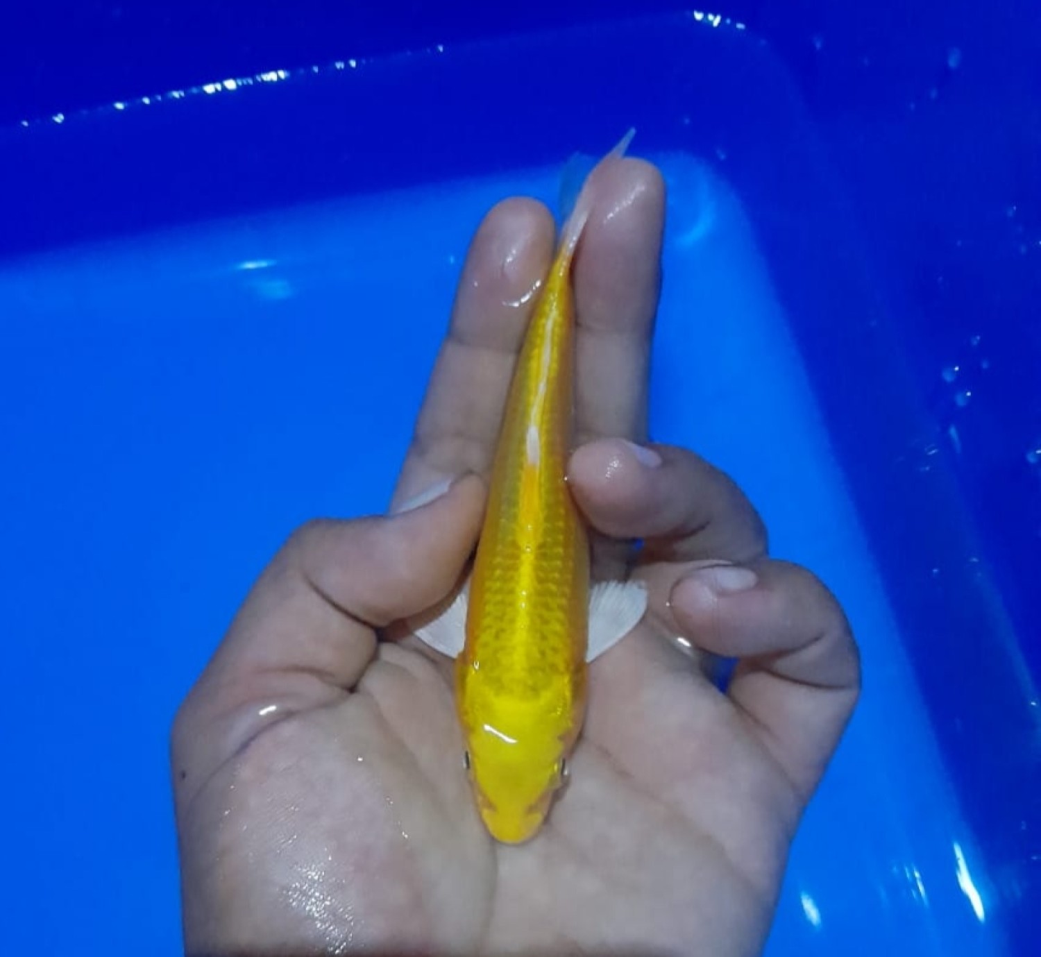 Juara 1