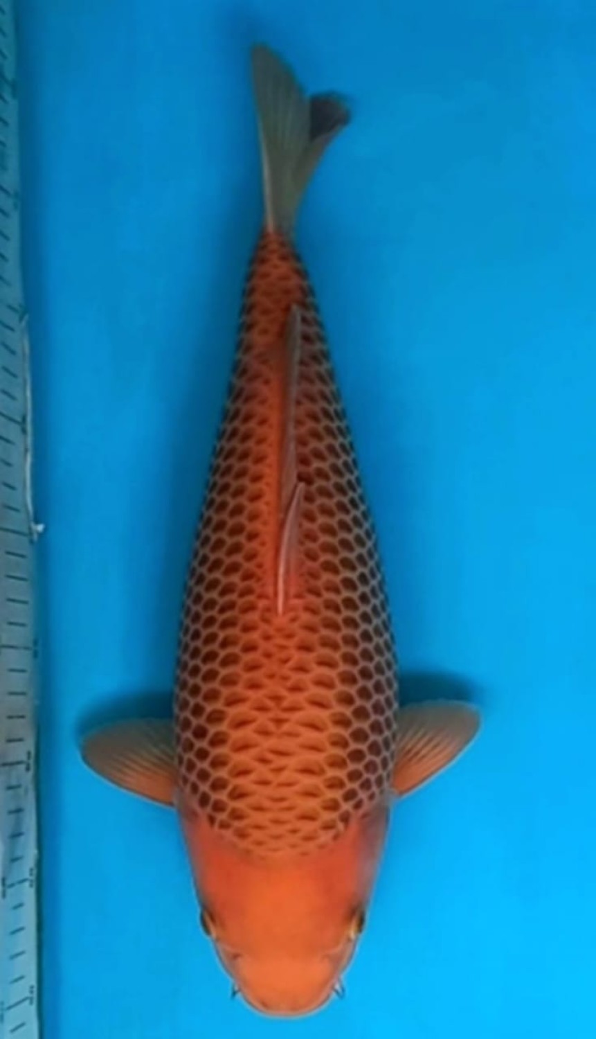 Juara 1