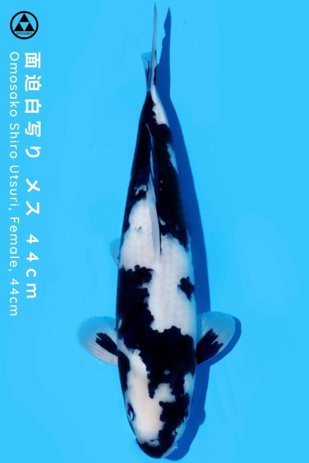 Best In Size B 41 - 45 cm