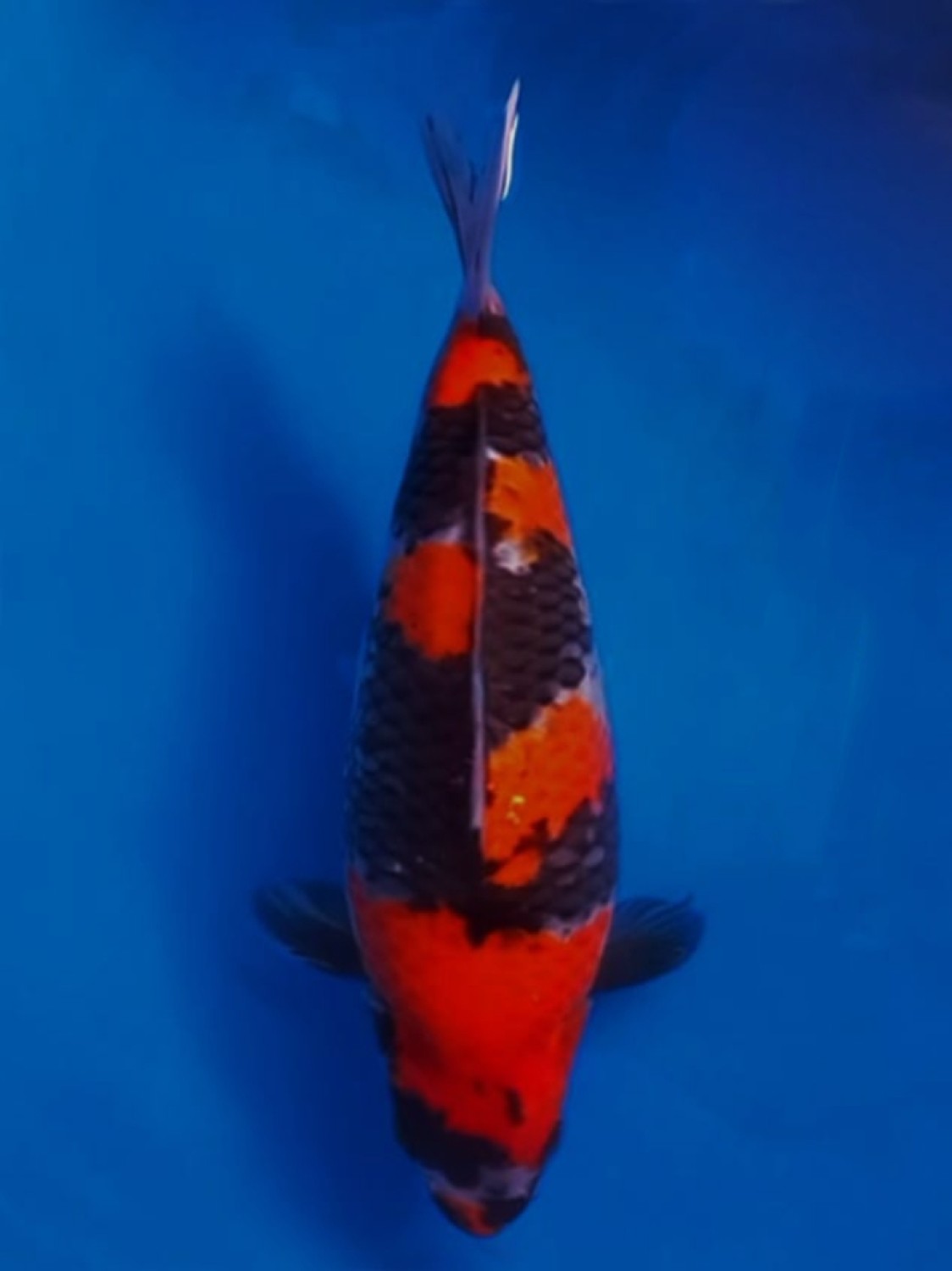 Juara 4