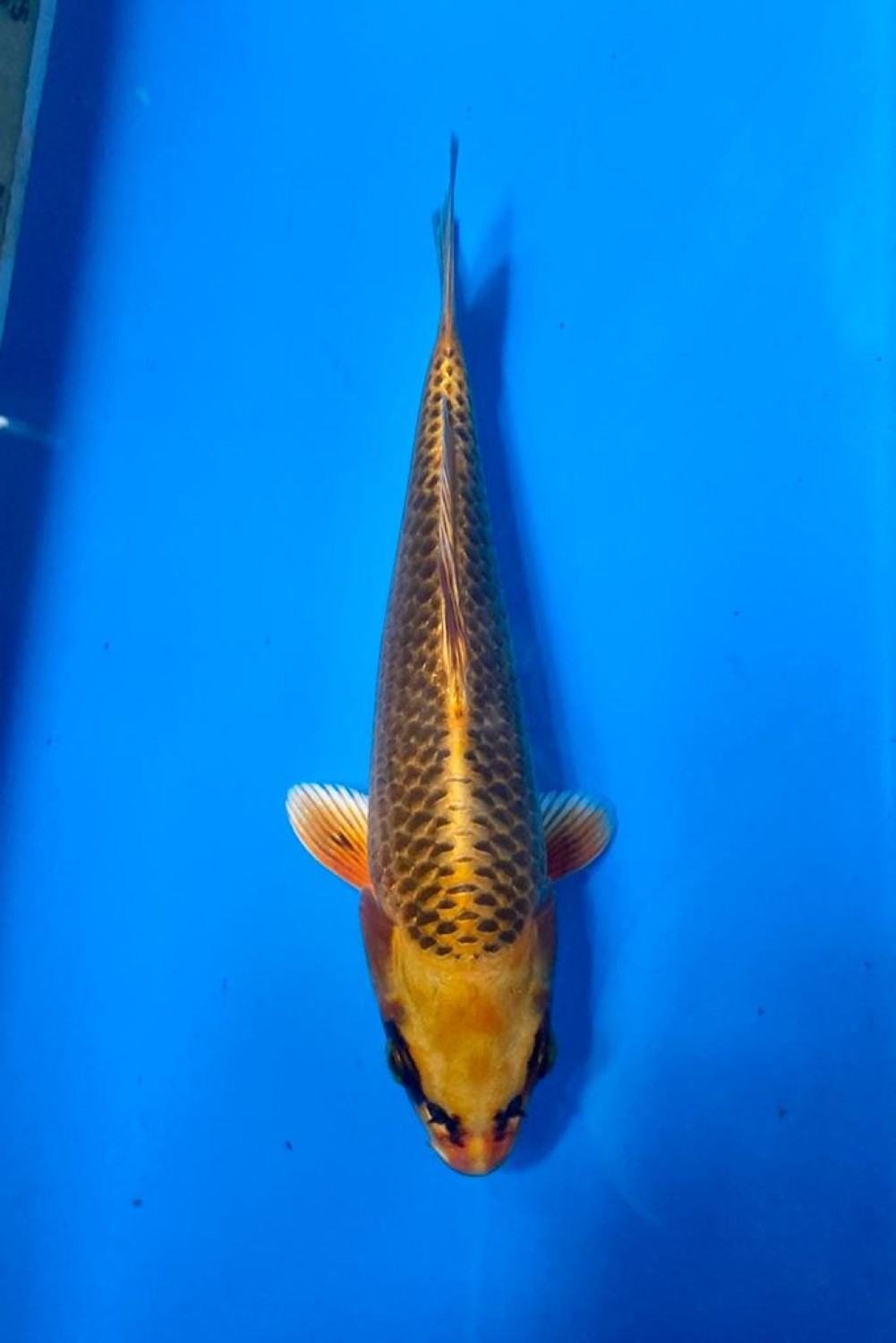 Juara 2