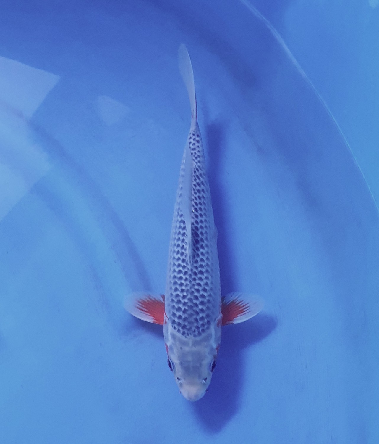 Juara 1
