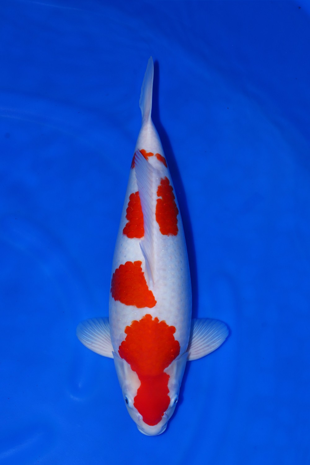 Juara 1