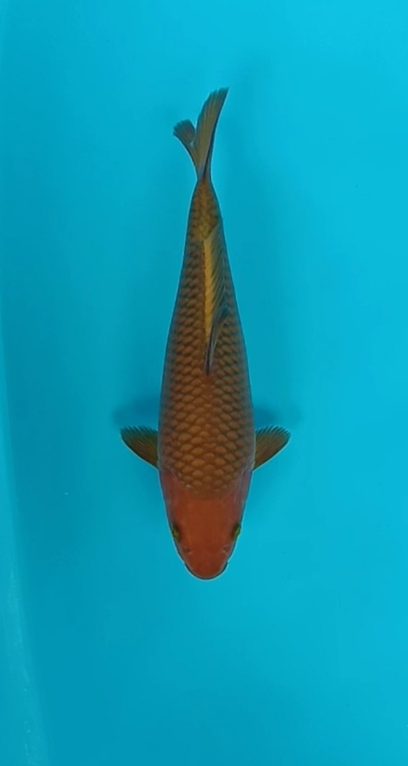 Best In Size E 26 - 30 cm