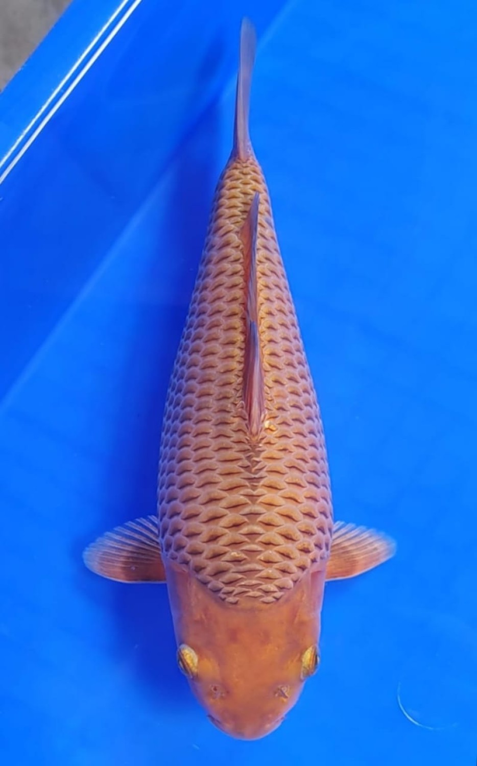 Juara 1