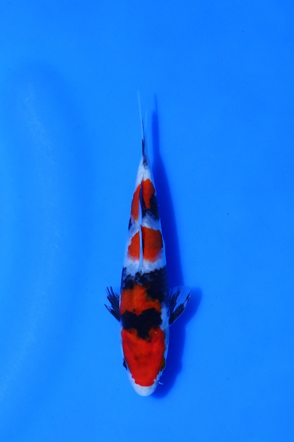 Juara 1