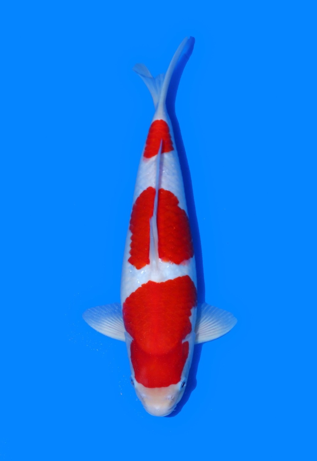 Juara 1