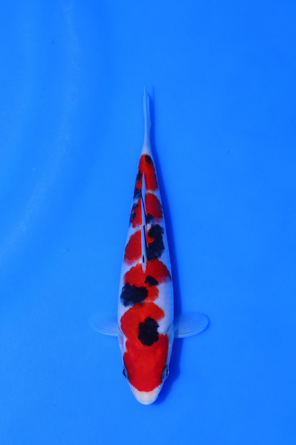 Juara 1