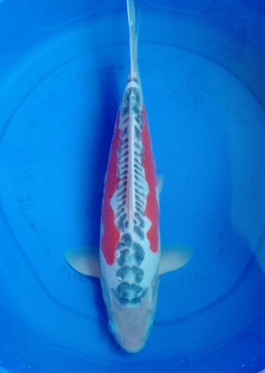 Best In Size D 36 - 40 cm