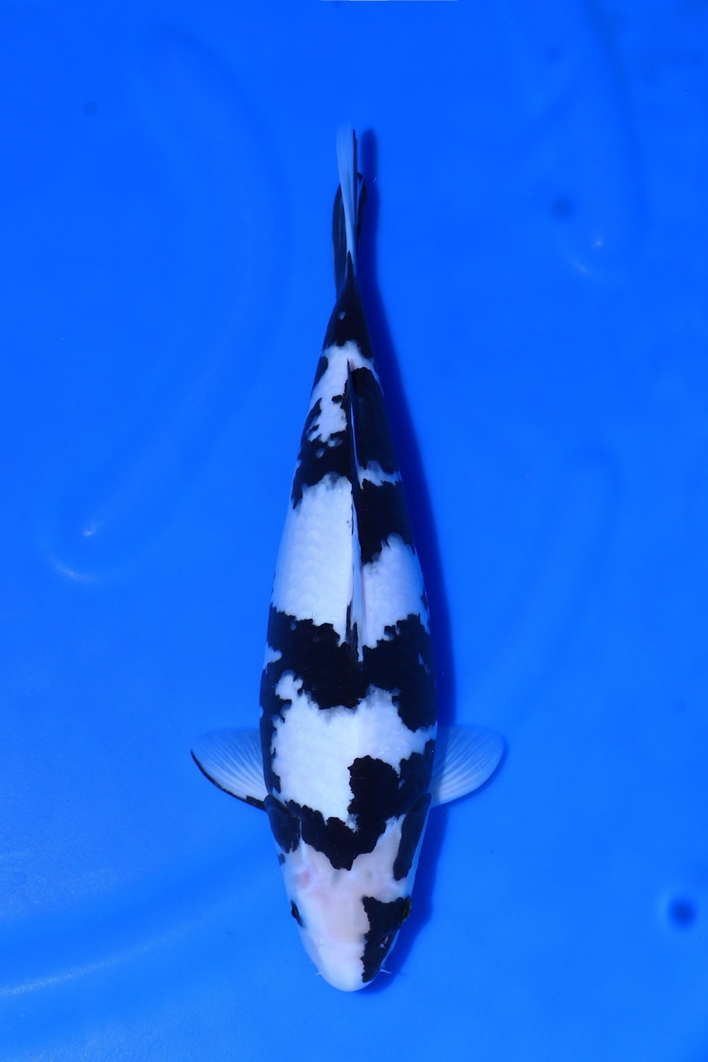 Juara 1