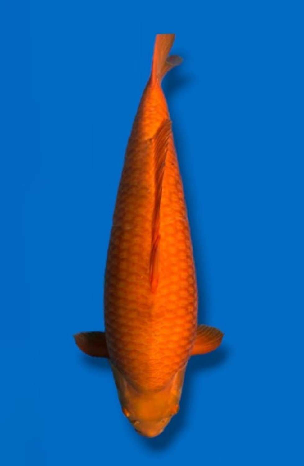 Juara 5