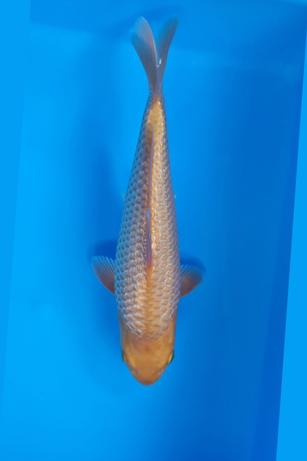Juara 1