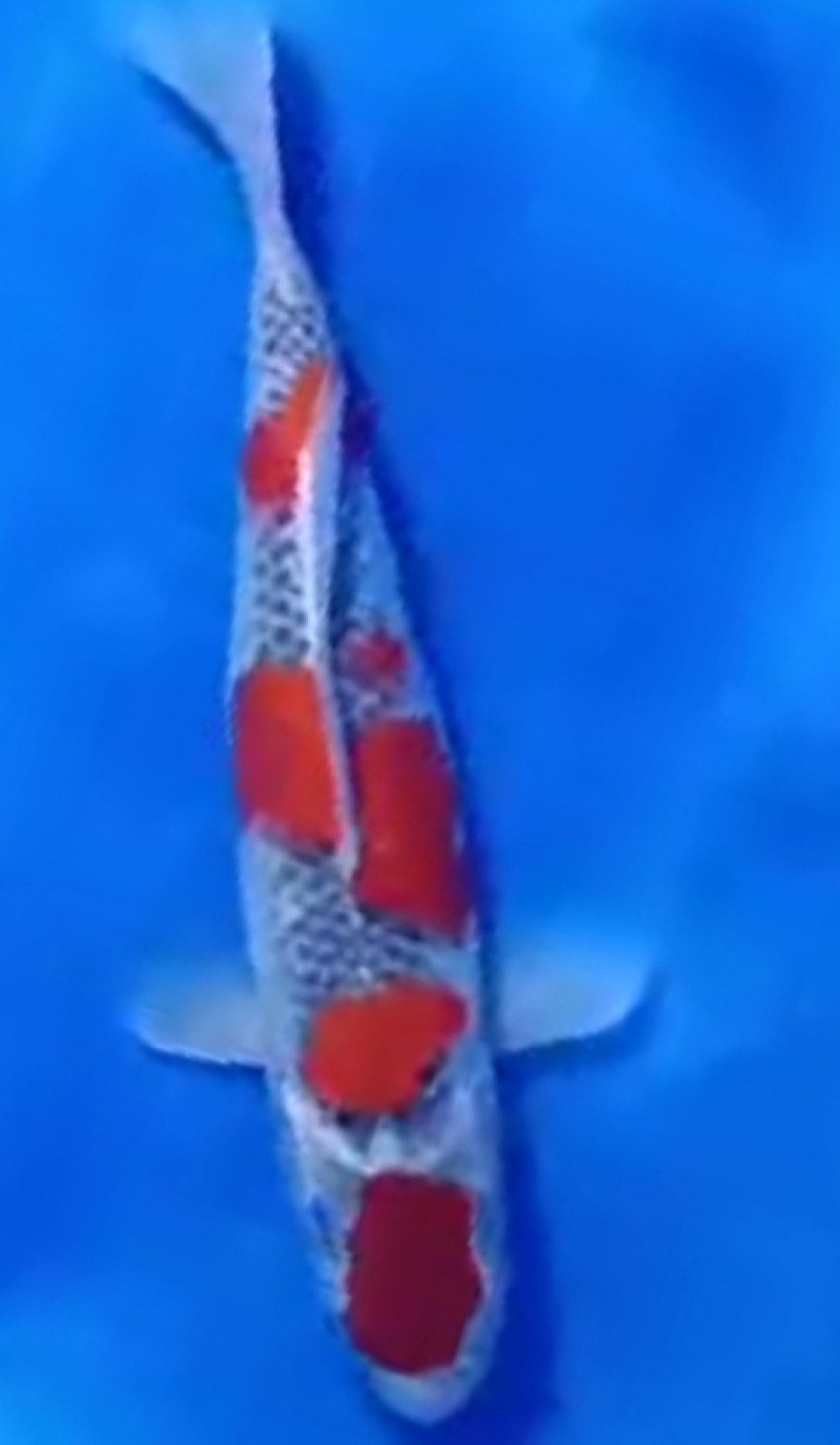 Juara 3
