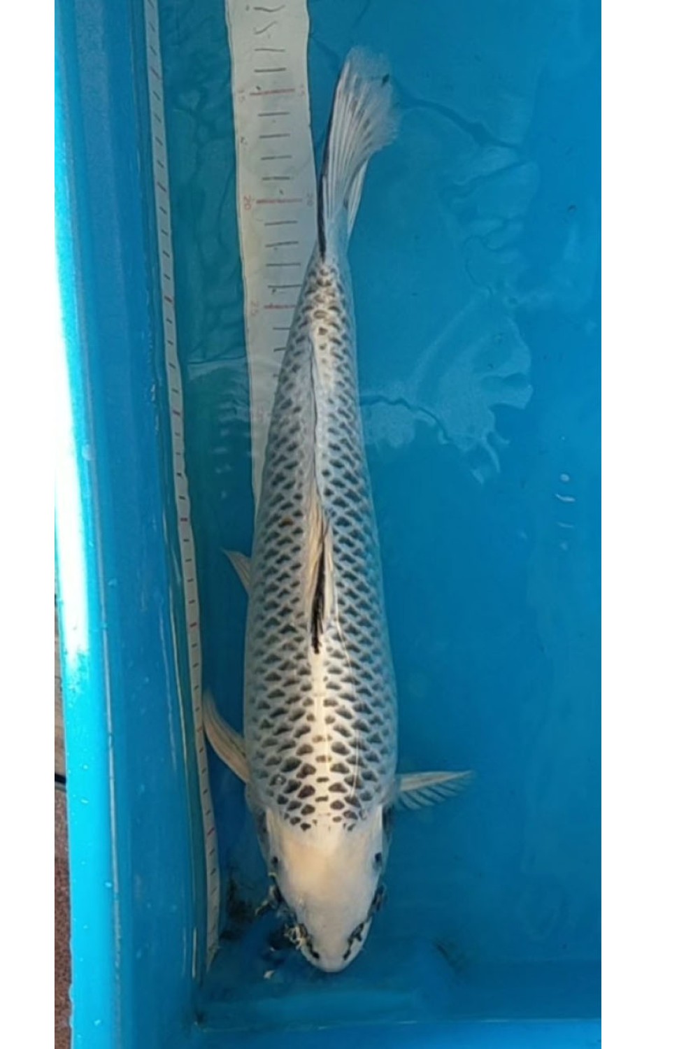Juara 2