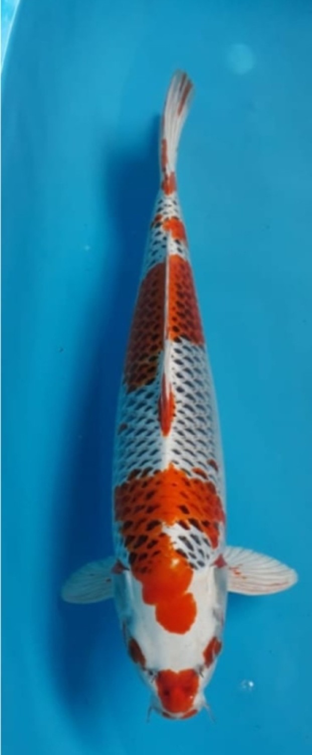 Juara 4