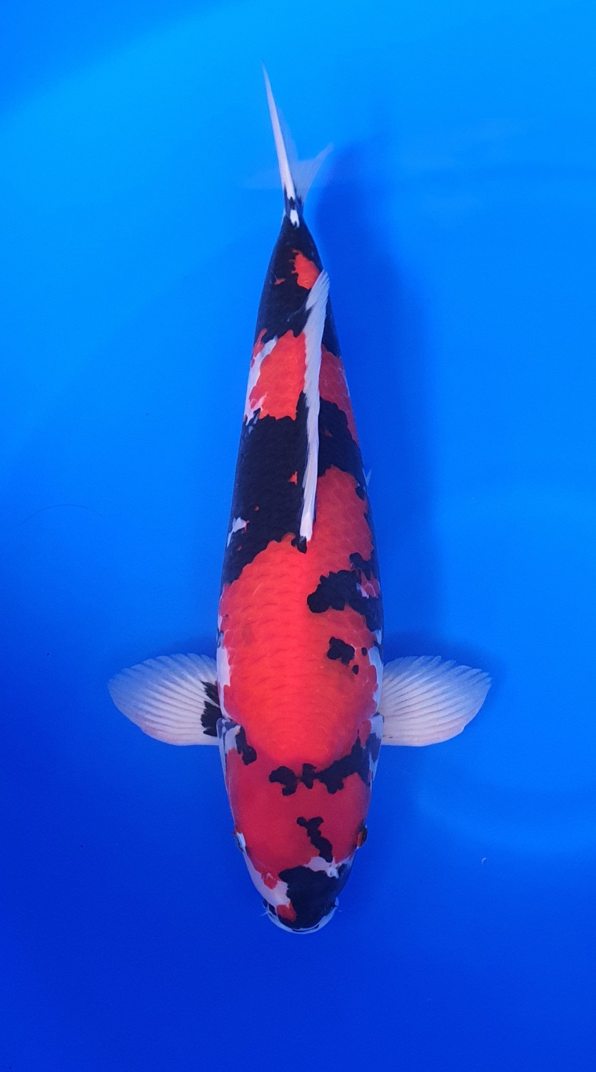 Juara 3