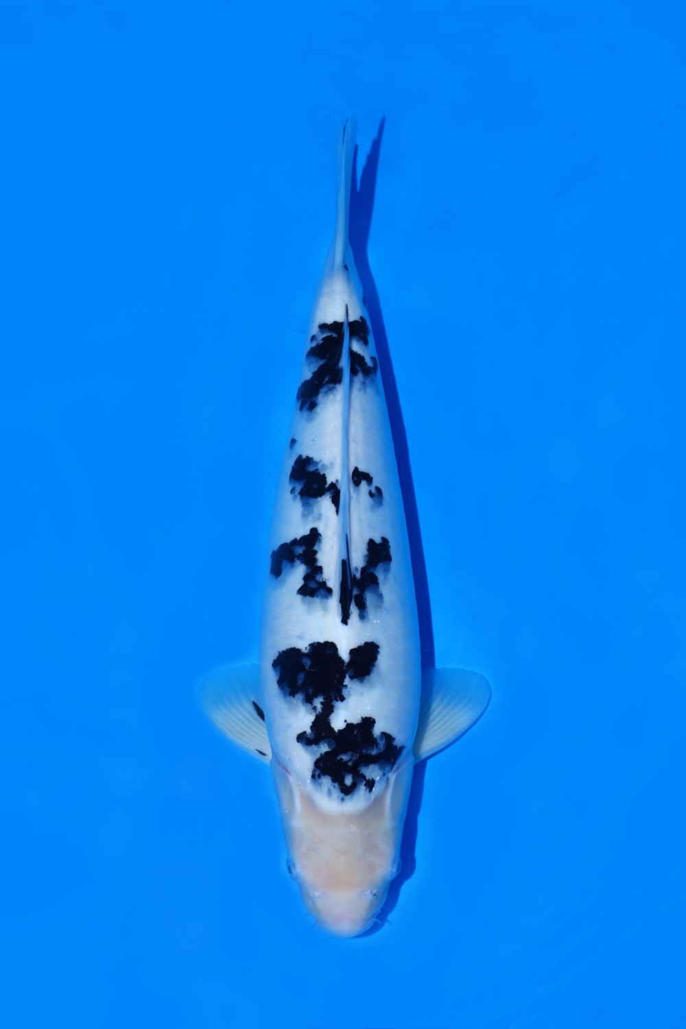 Juara 2
