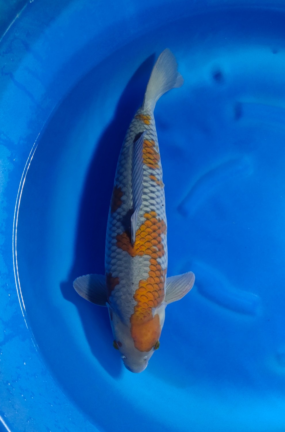 Juara 2