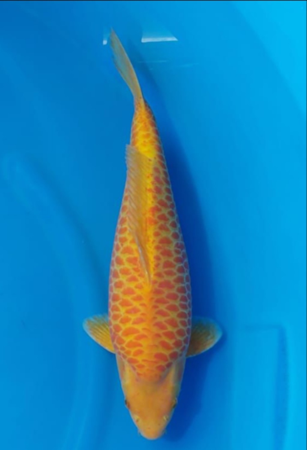 Juara 1
