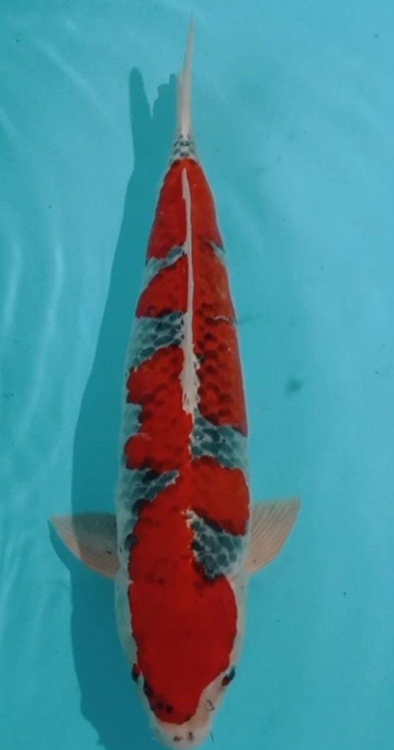 Juara 2