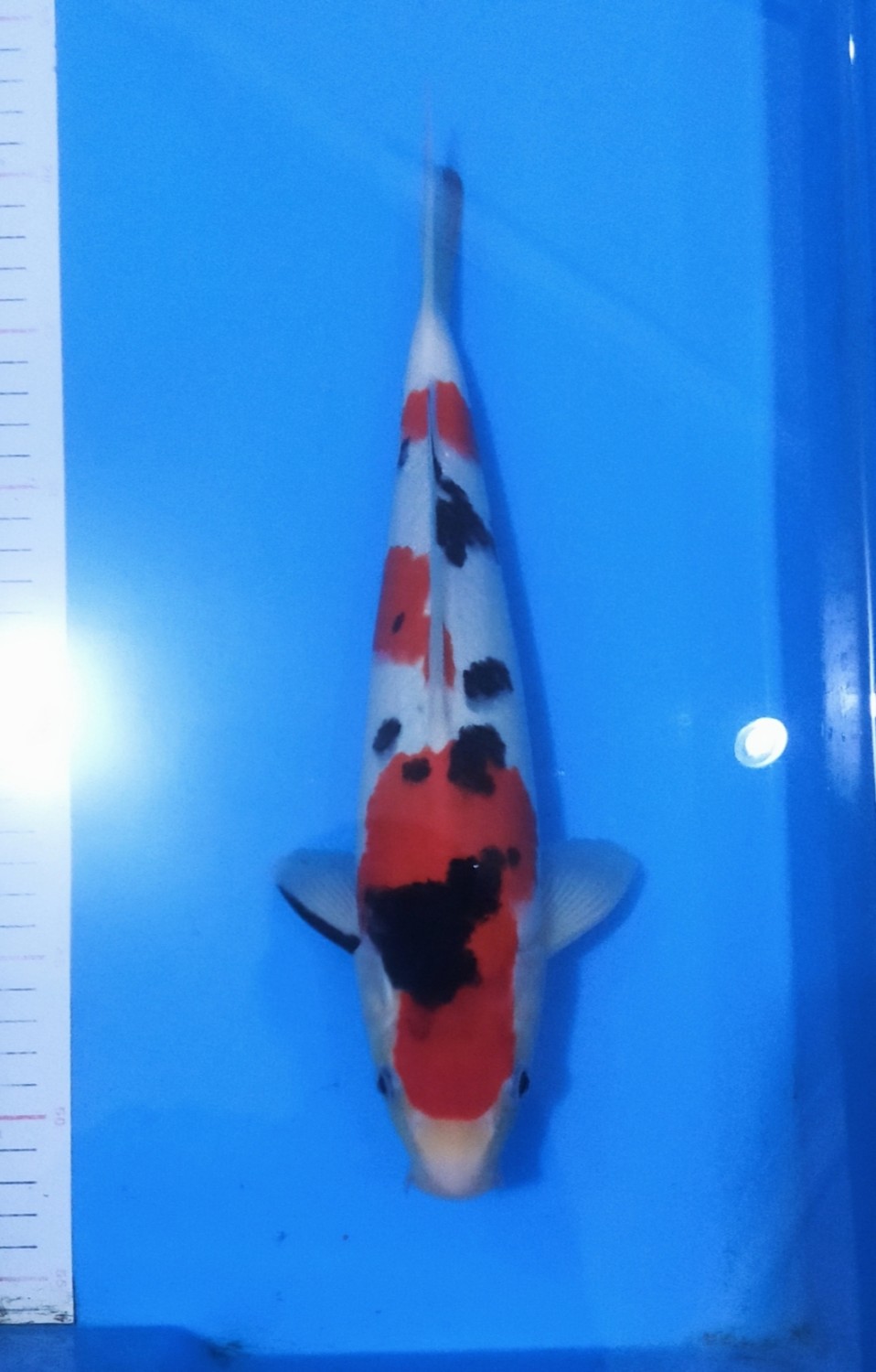 Juara 1