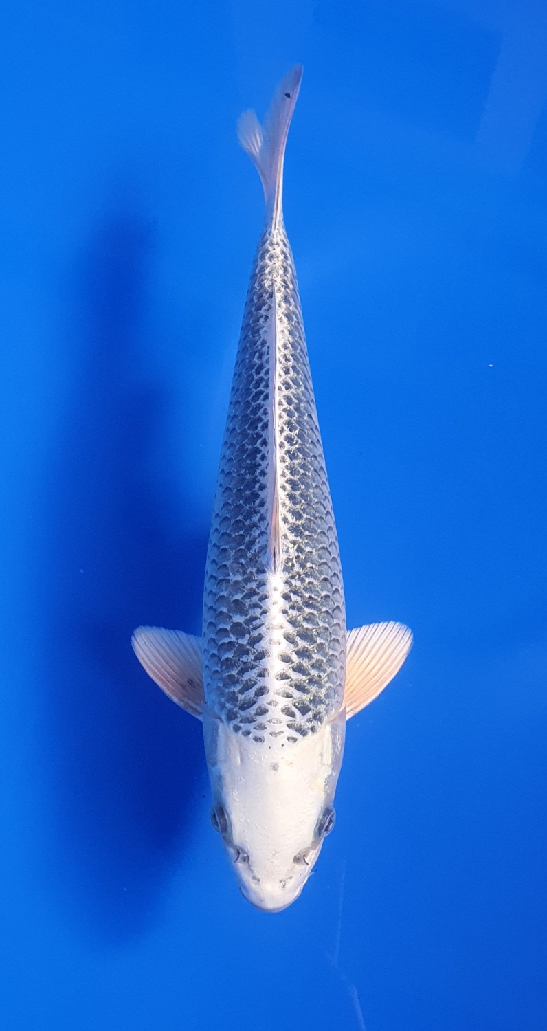Juara 5