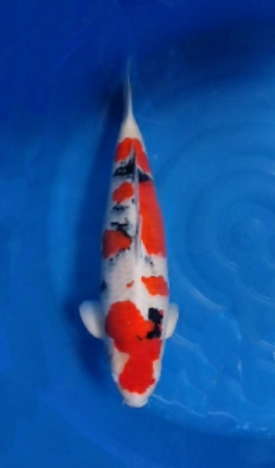 Juara 1