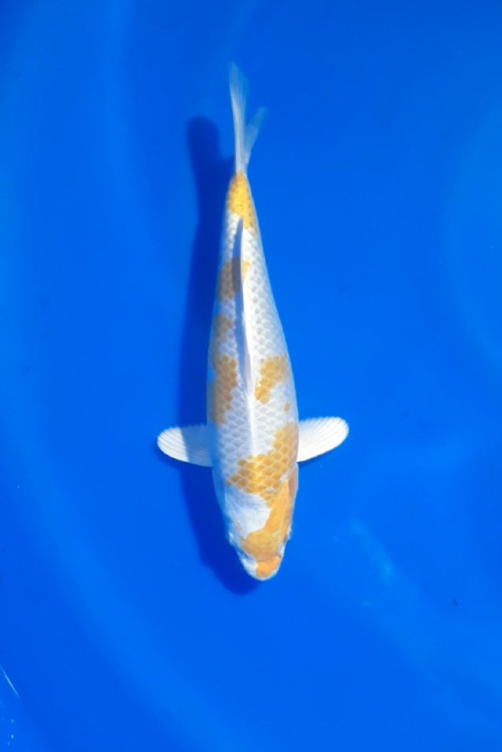 Juara 4