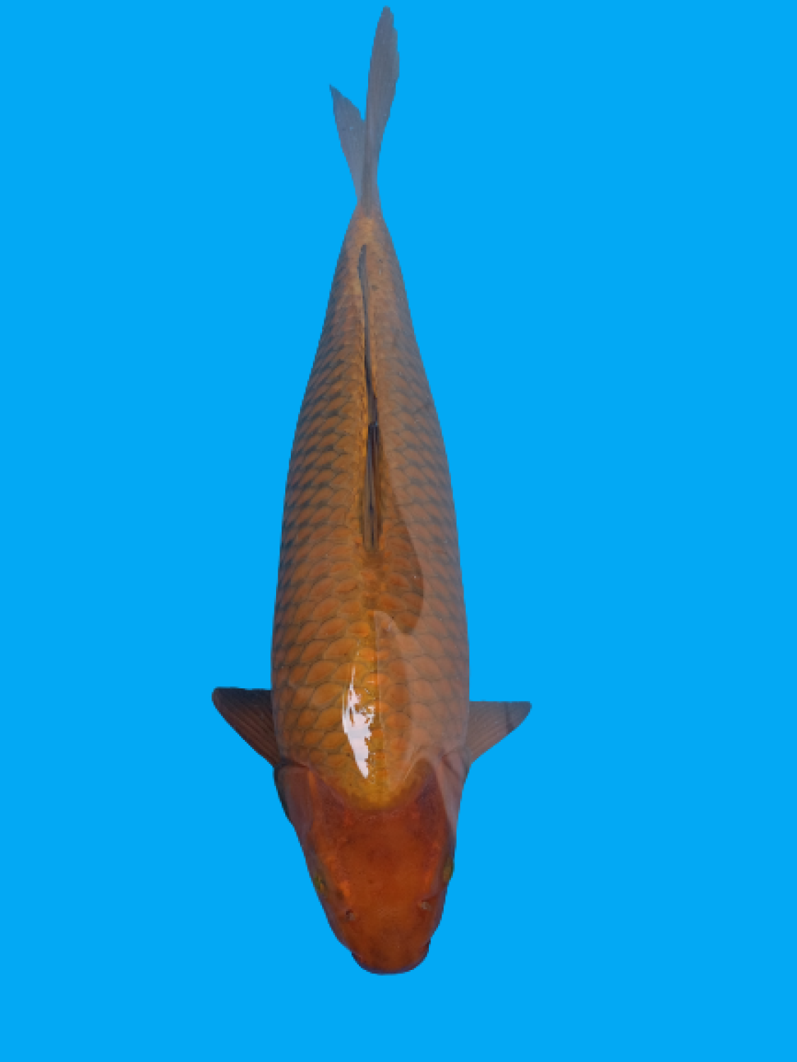 Juara 5