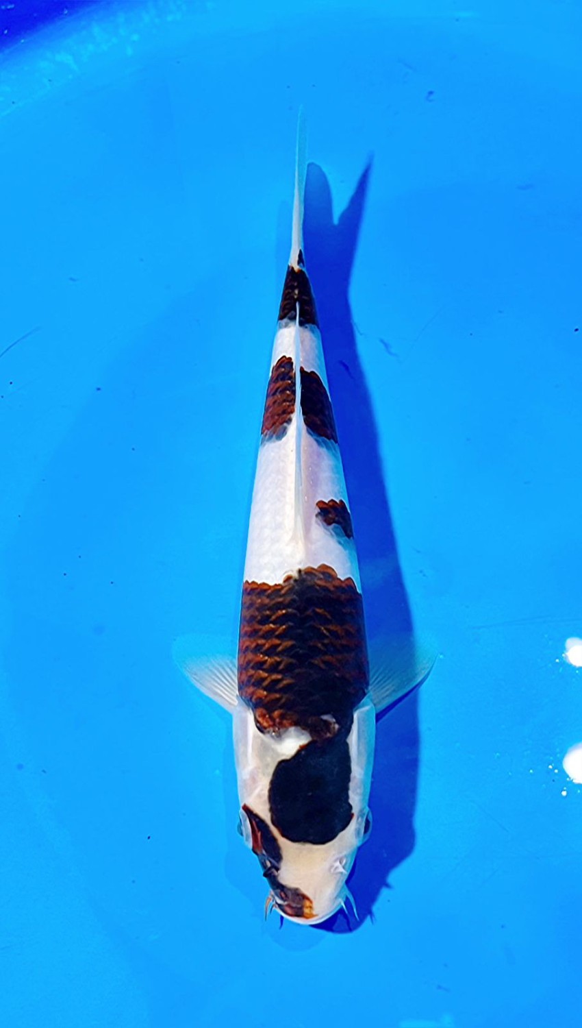Juara 1