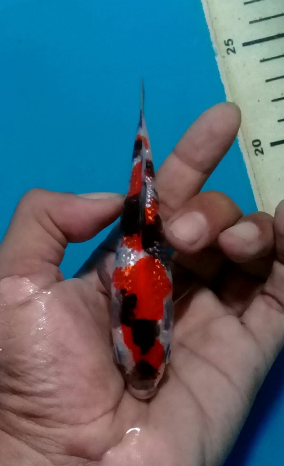 Juara 4