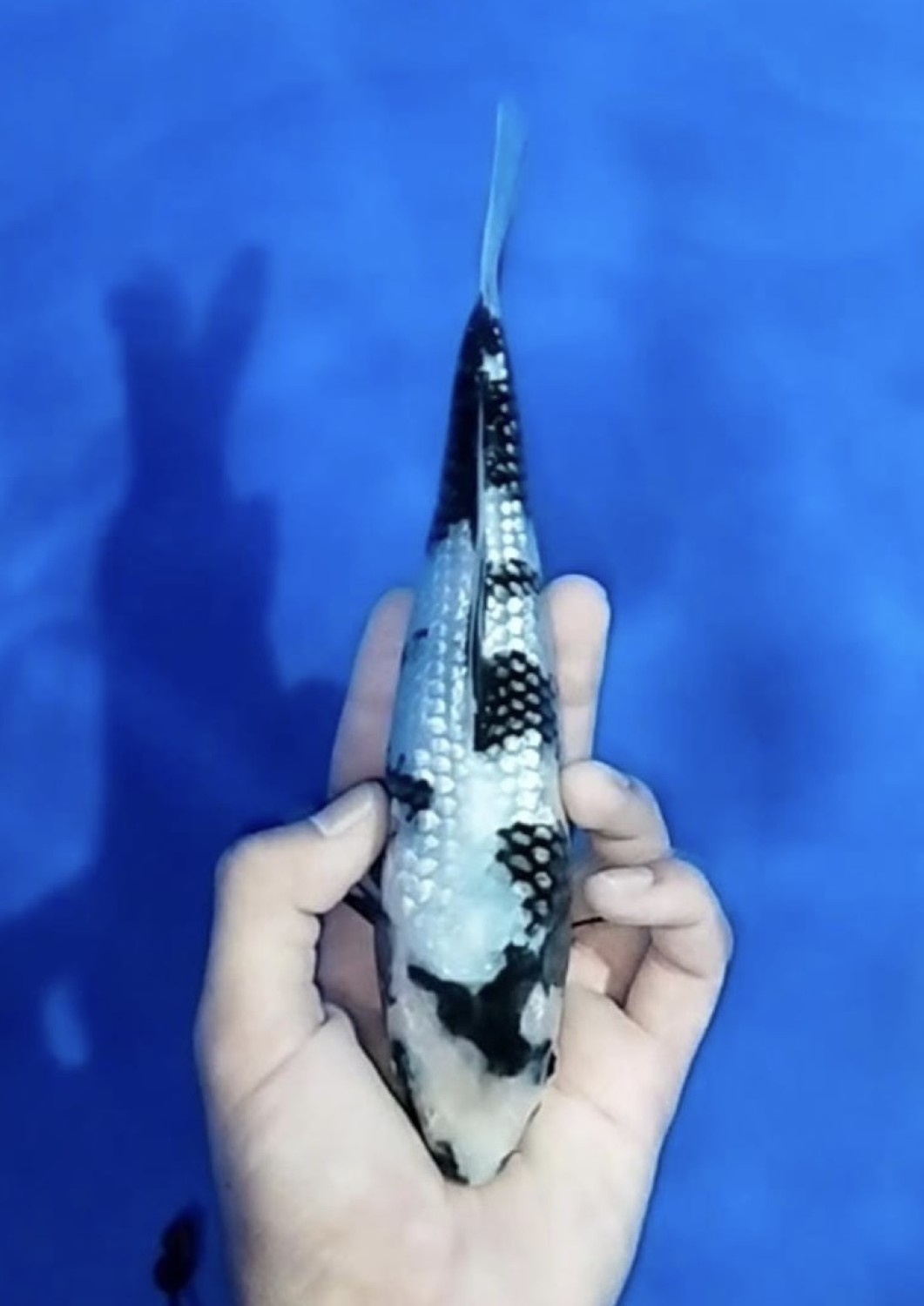 Juara 2