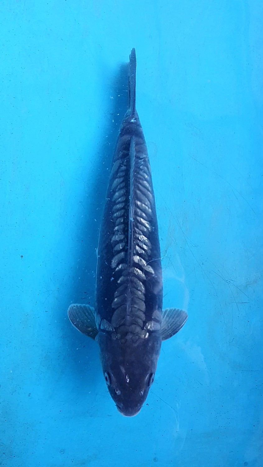 Juara 2