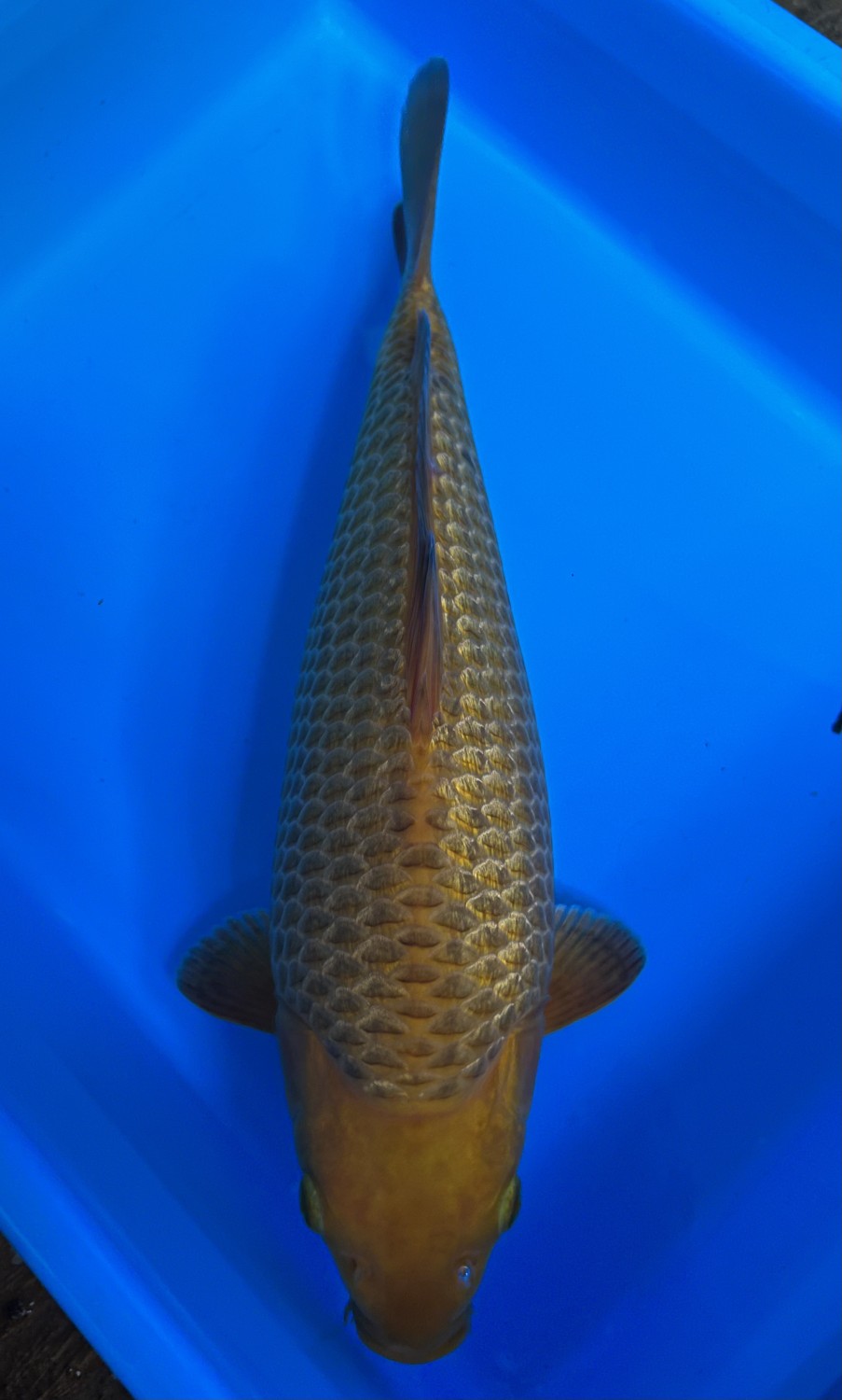 Juara 3