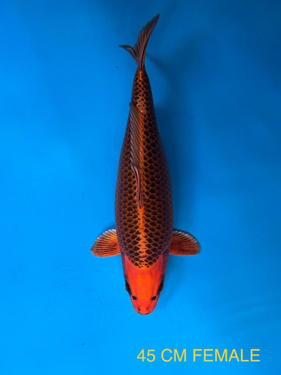 Juara 3