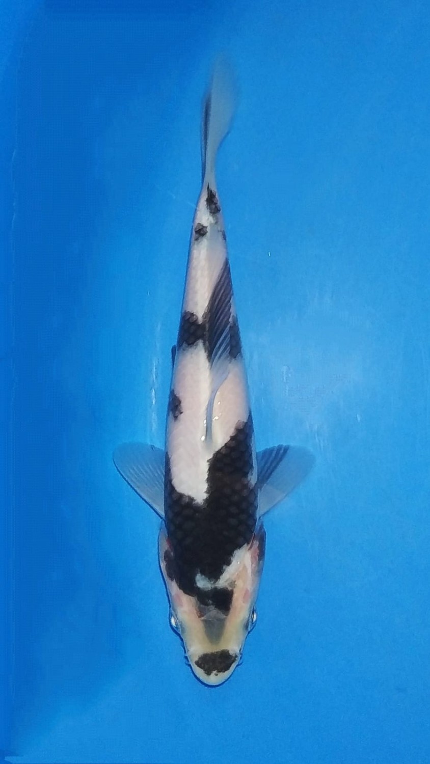 Juara 4