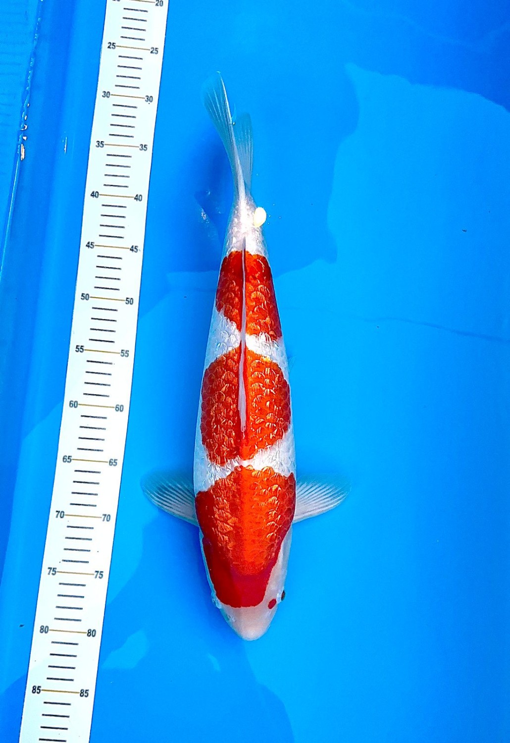 Juara 3