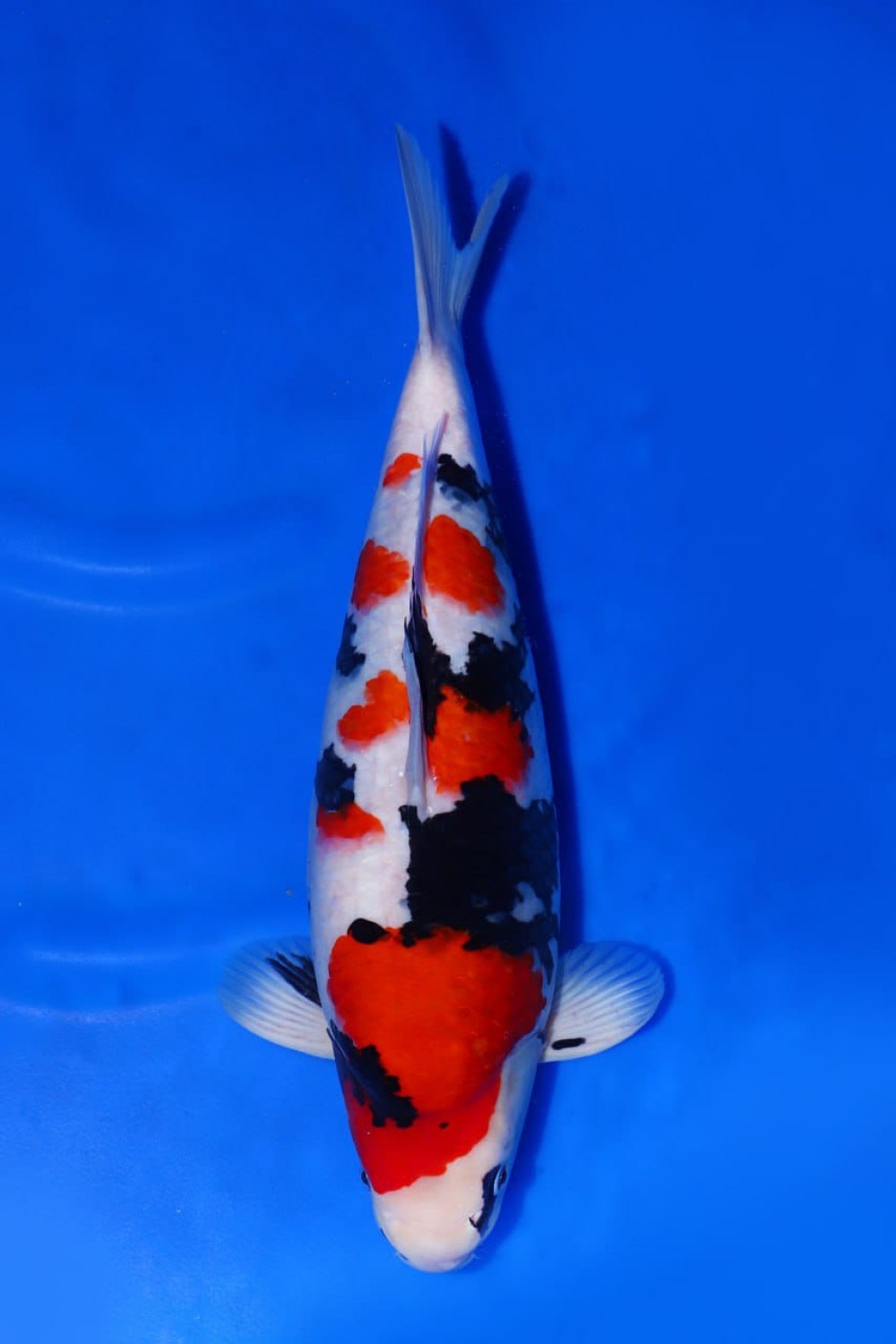 Juara 5