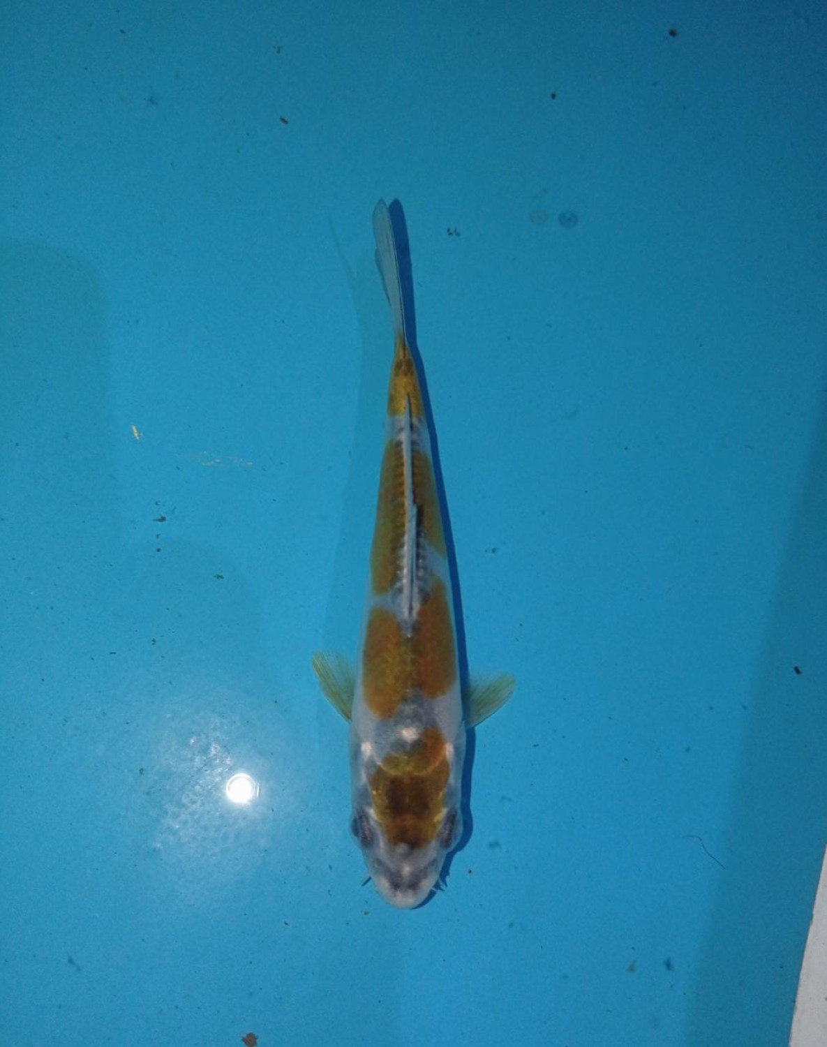Juara 5