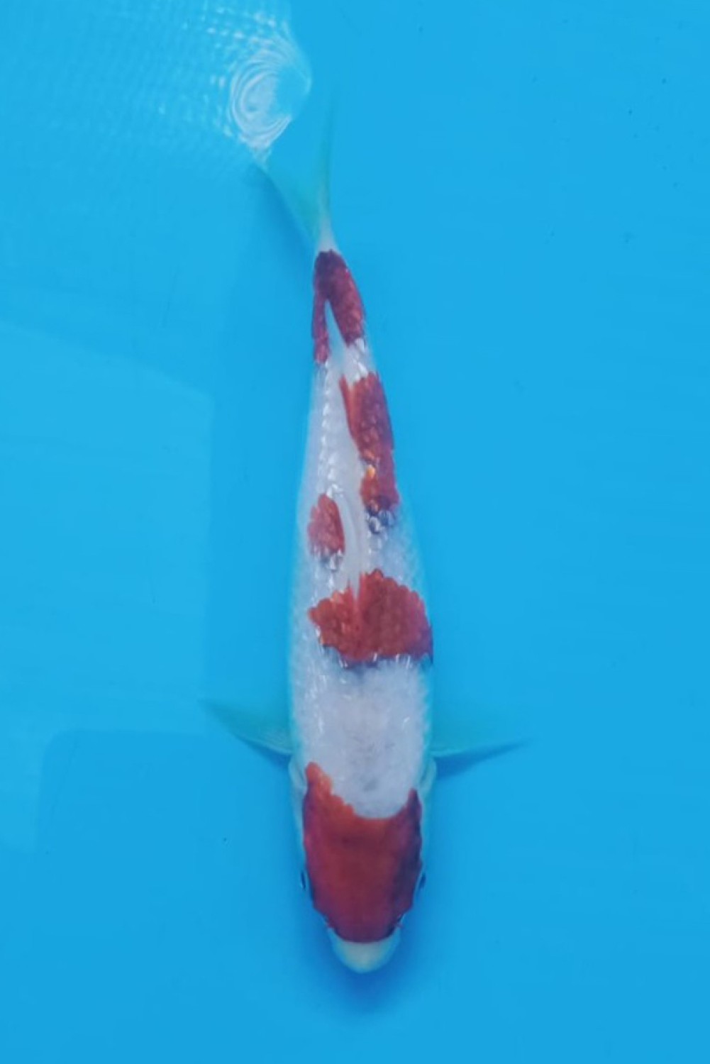 Juara 5